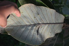 Semecarpus anacardium